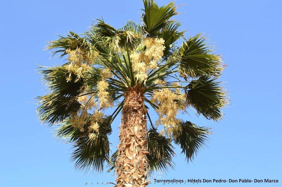 694- Torremolinos- Don Pablo- Don Pedro- Don Marco.JPG